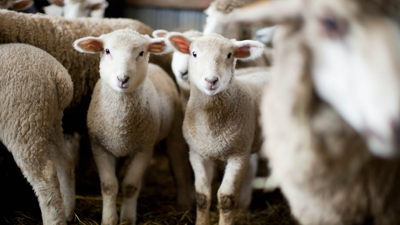 Maximizing Profits through Diversification in Sheep Livestock
